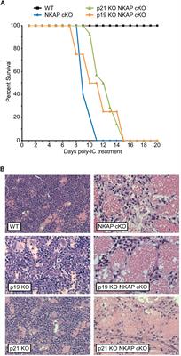 NKAP Regulates Senescence and Cell Death Pathways in Hematopoietic Progenitors